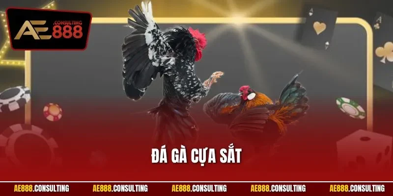 Đá gà cựa sắt